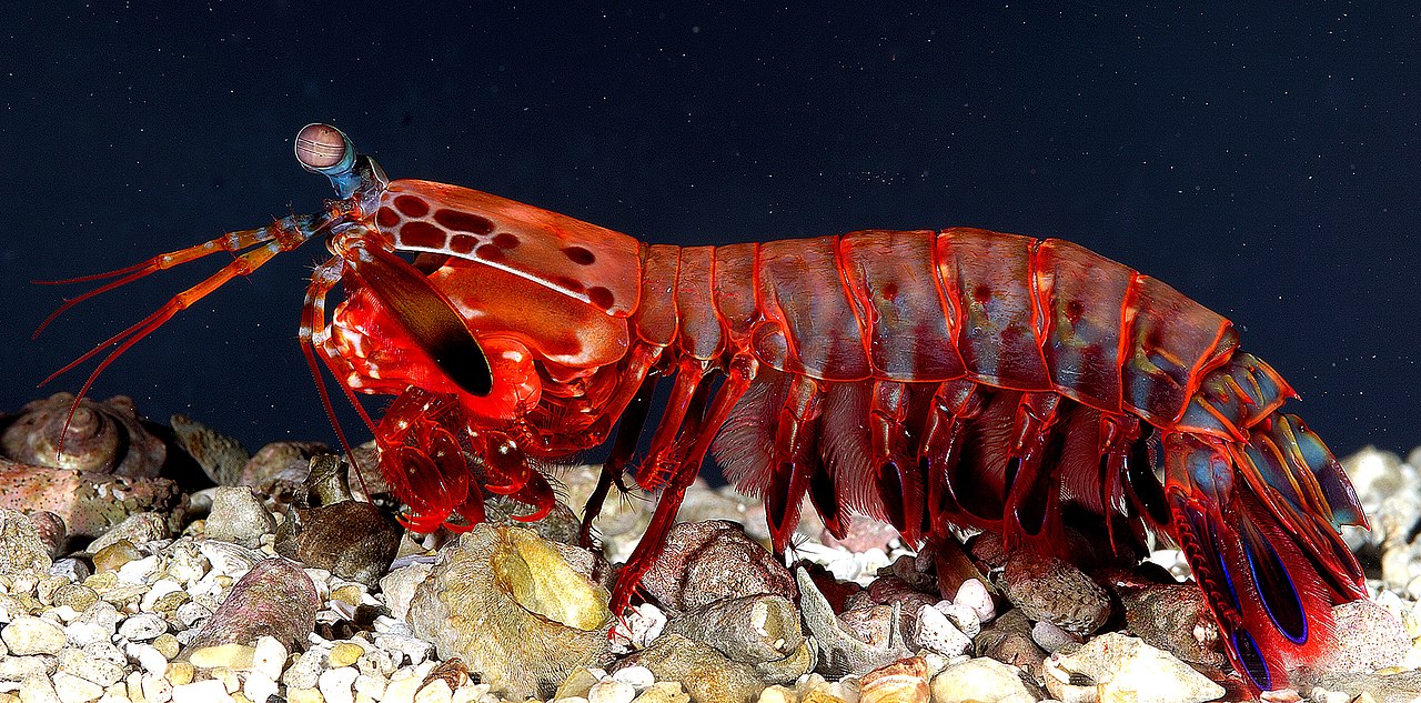 Mantis shrimp – د اوبو ښکاري ملخ