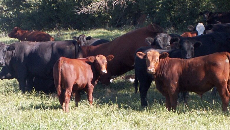 Aberdeen Angus – ابېرډین انګس غوییز