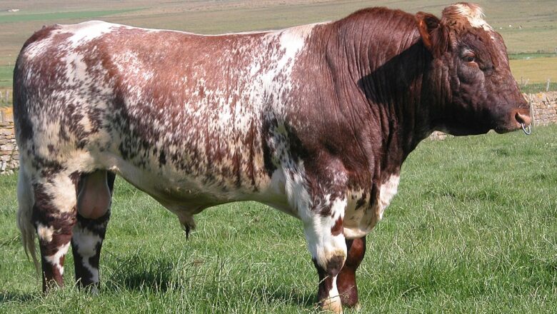 Beef Shorthorn – لنډ ښکري د غوښې غوییز