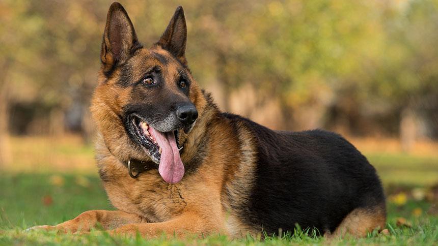 Dog – سپی