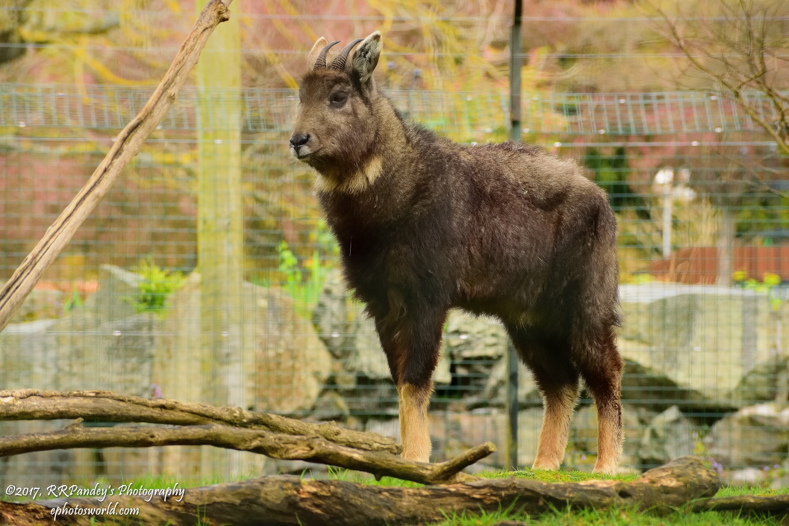 Goral – ګورال