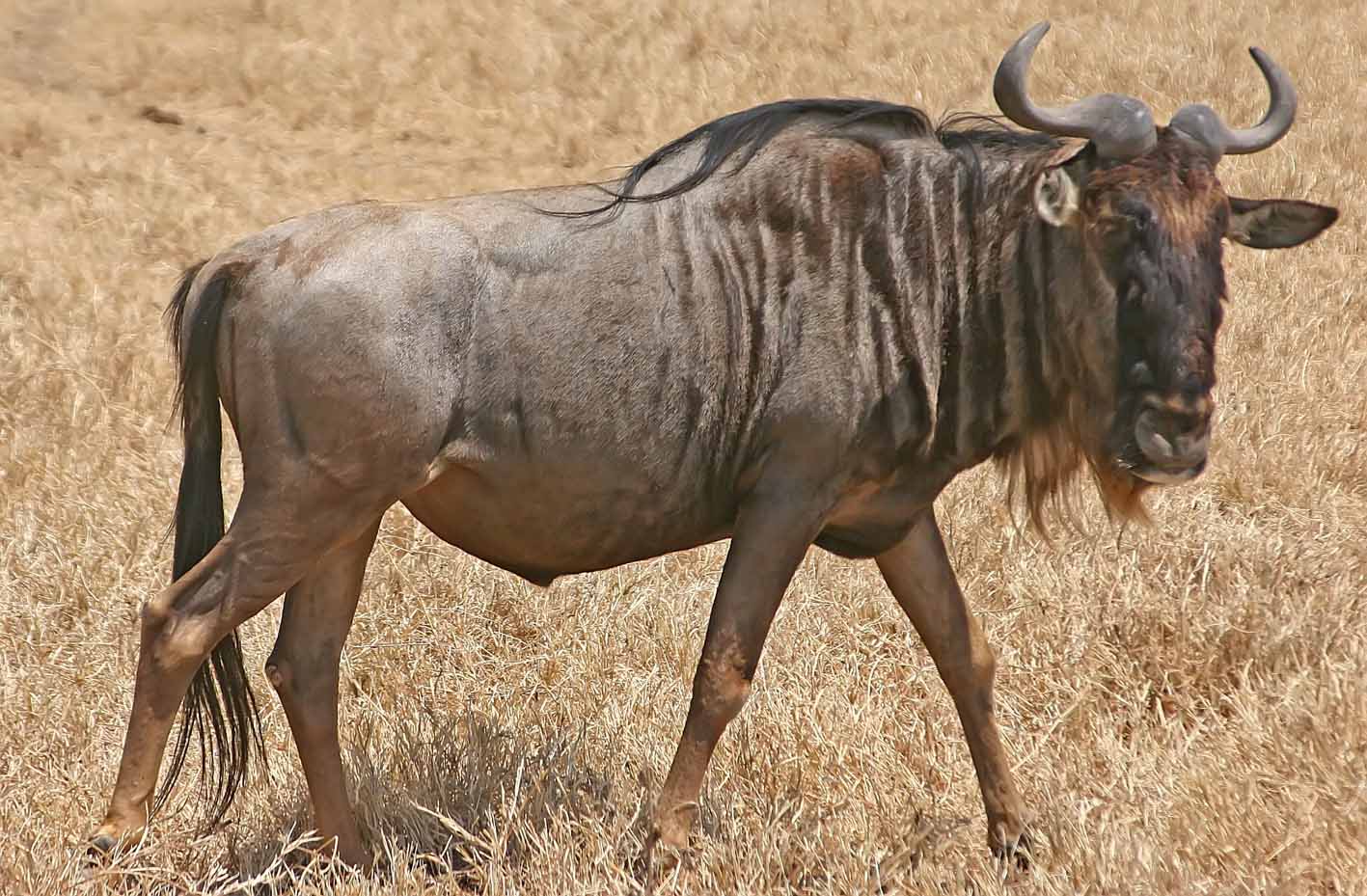 Gnu – وحشي غویی انتېلوپ