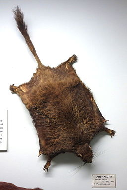 Lord Derby’s scaly-tailed squirrel