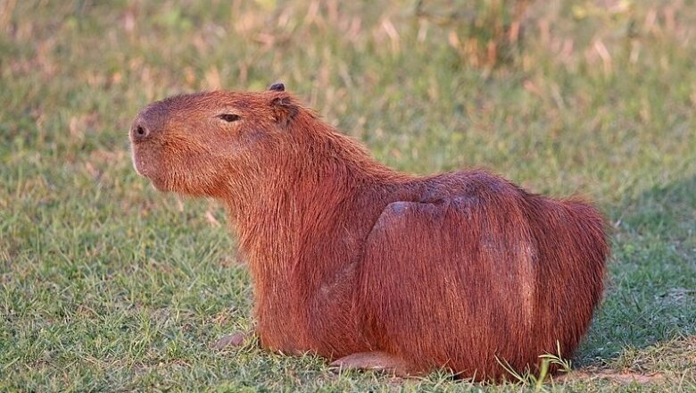 Rodent – غاښ لګونکی