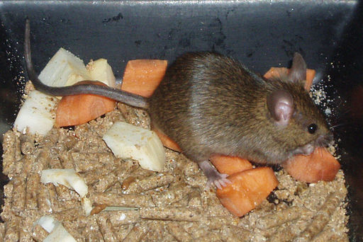 House mouse – د کور مږه