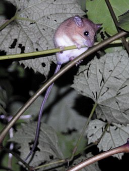 Asiatic long-tailed climbing mouse – اسیاي اوږد لکۍ ختونکې مږه