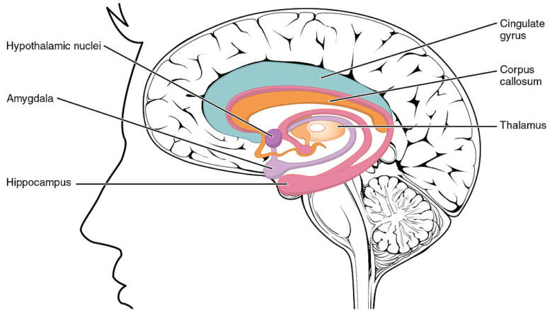Pituitary Gland