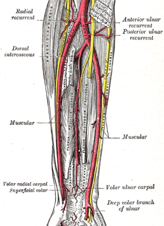 Brachial Artery