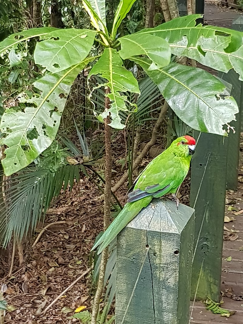 Norfolk parakeet – د نار فولک ټاپو شین توتي