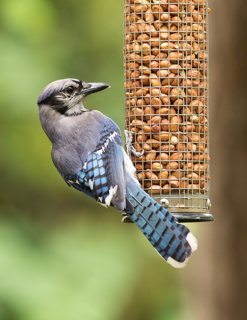 Bird feeder – د مرغان تغذیه کوونکی