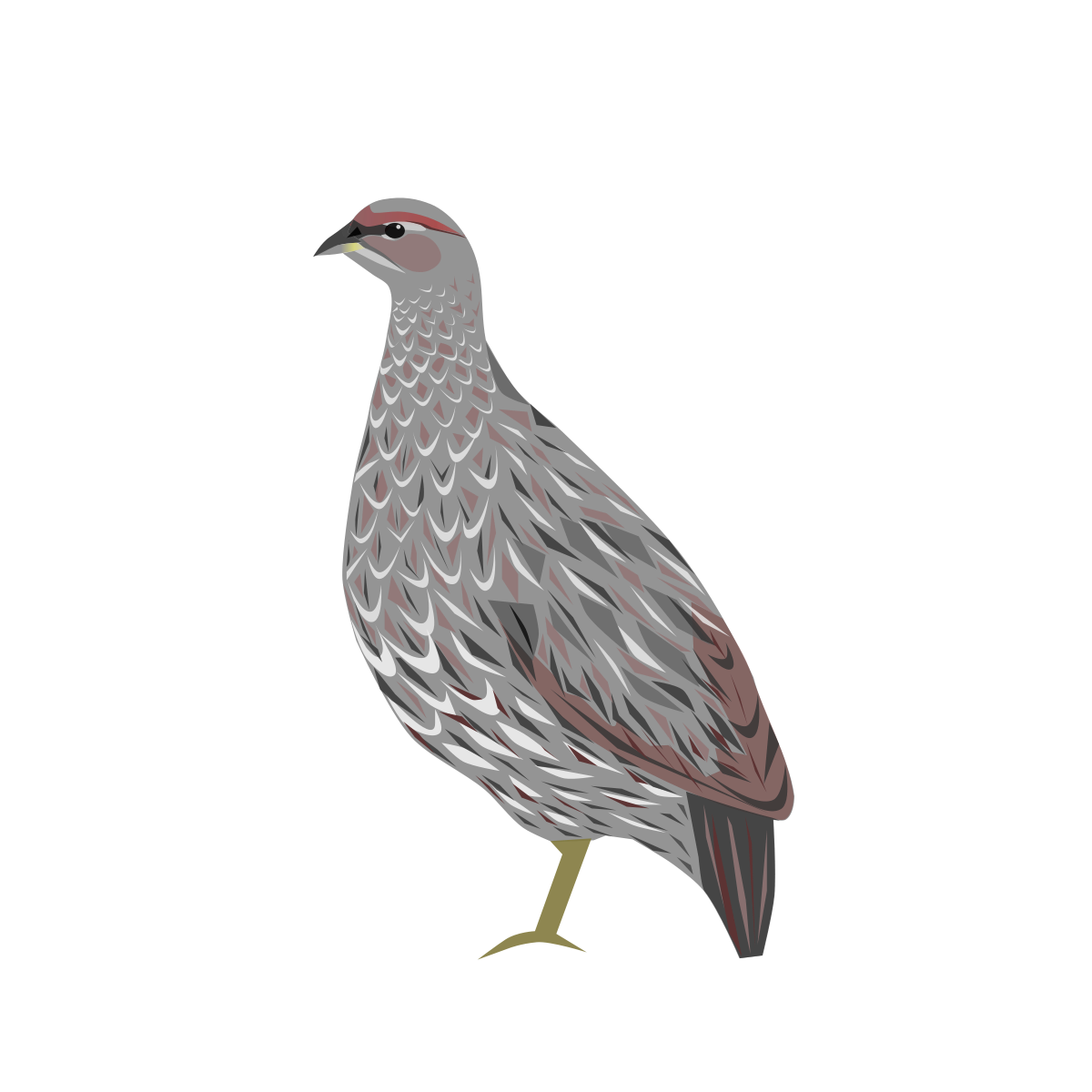 Djibouti spurfowl – د جیبوټي تنزری