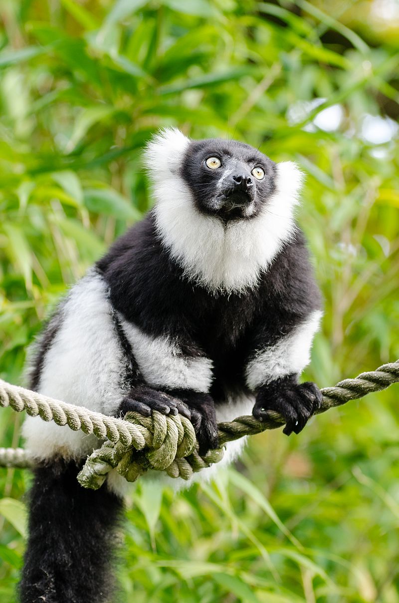 Black-and-white ruffed lemur – غاړه کې کړۍ یا توق لرونکی تور او سپین لېمر