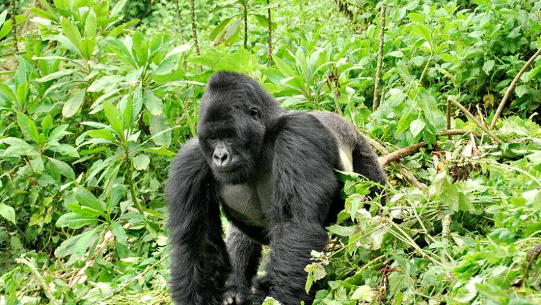 Eastern gorilla – د ختیځ ګوریلا