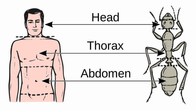 Abdomen / فرانسوي