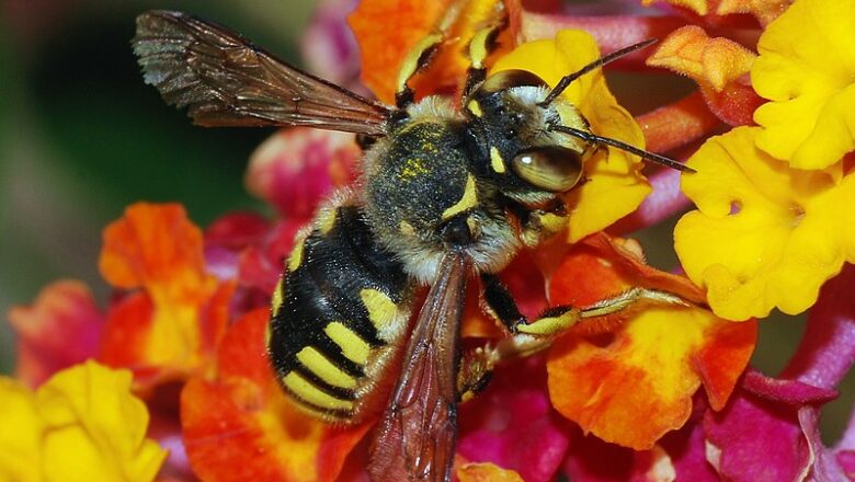 Abeille / فرانسوي