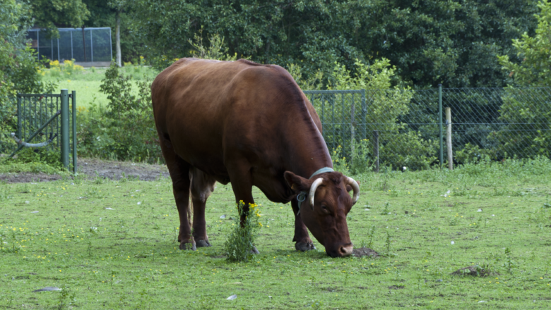 Belgian Red cattle – د بلجیم سره غوییز