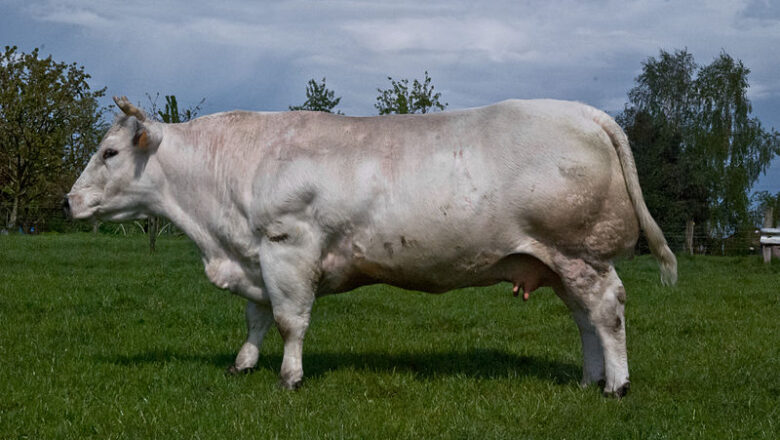 Belgian Blue – د بلجیم سپین نیله غوییز