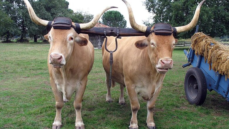 Béarnaise cattle – بې ارنېز غوییز