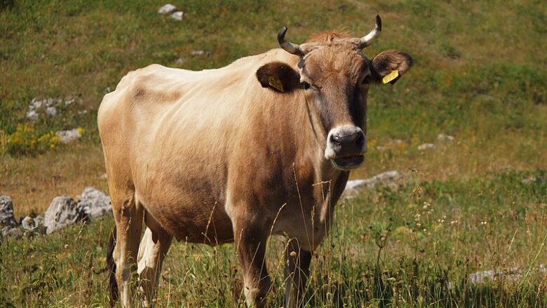 Buša or Busha cattle – بوسا یا بوشا غوییز