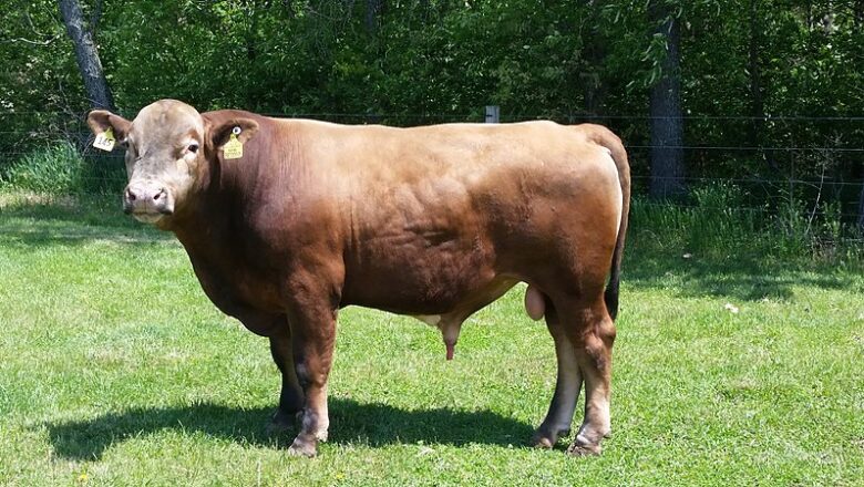 Beefalo – بیفالو غوییز