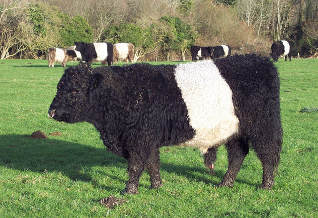 Belted Galloway – کمربند لرونکي ګالووې غوییز