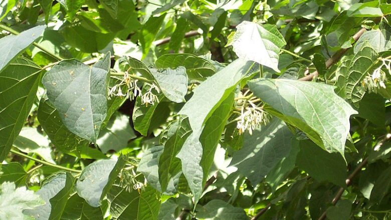 Alangiaceae – النجي اېسیای