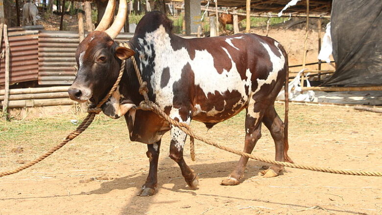 Bargur Cattle – بارګور غوییز