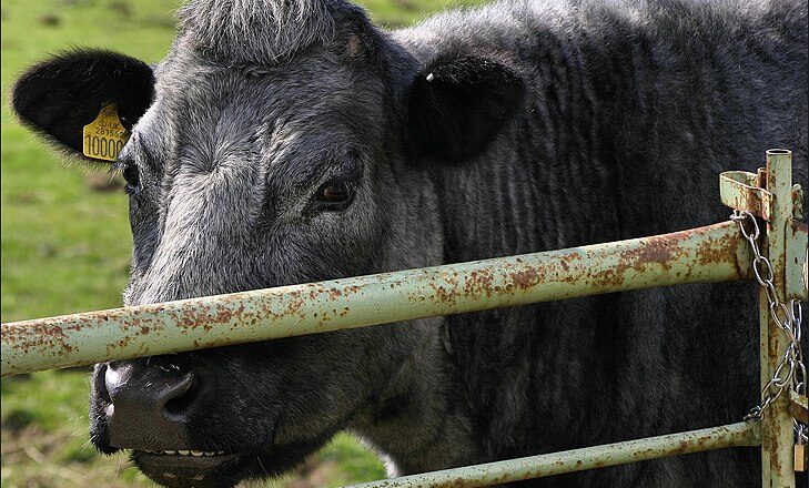 Blue Grey cattle – نیله خړ غوییز