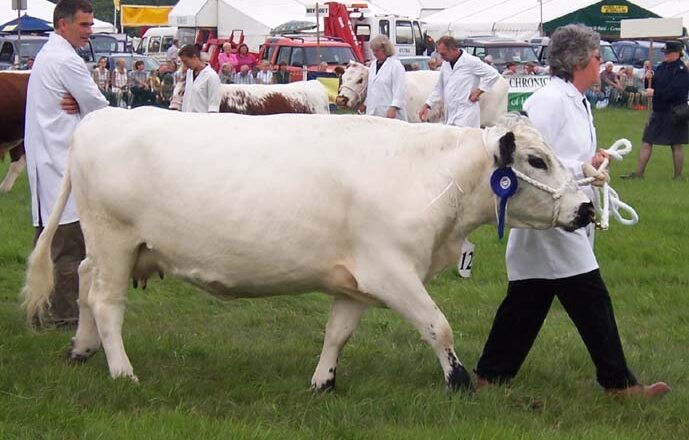 British White cattle – د انګلستان سپین غوییز