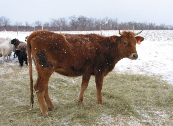 Canadienne cattle – کاناډایي غوییز