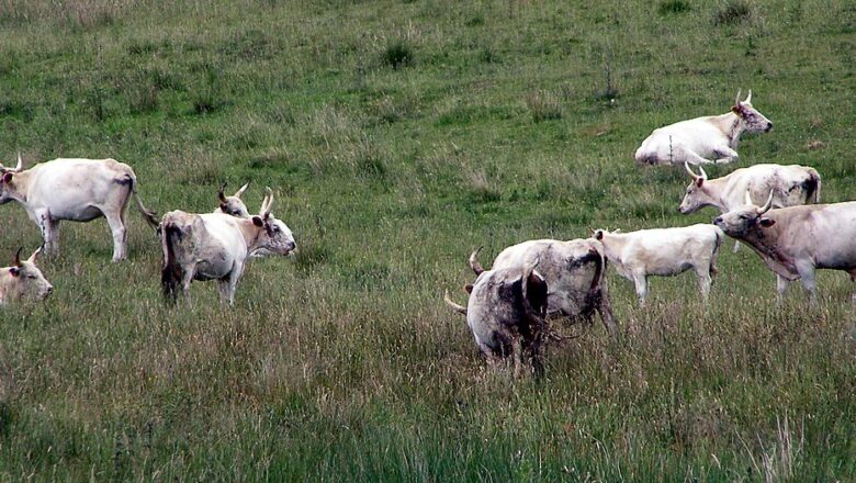 Chillingham cattle – چېلېنګم غوییز
