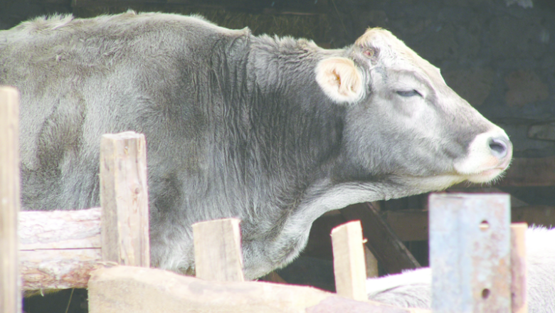 Brown Caucasian cattle – قفقازي غوییز