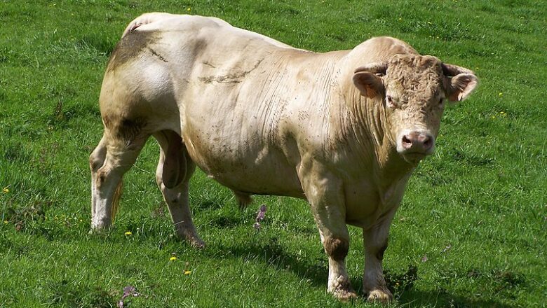 Charolais cattle – شارولې غوییز