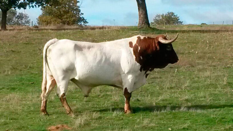 Berrenda cattle – بېرېنډا غوییز