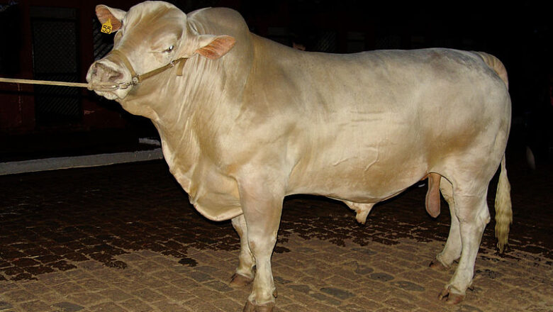 Canchim –  کانچېم غوییز