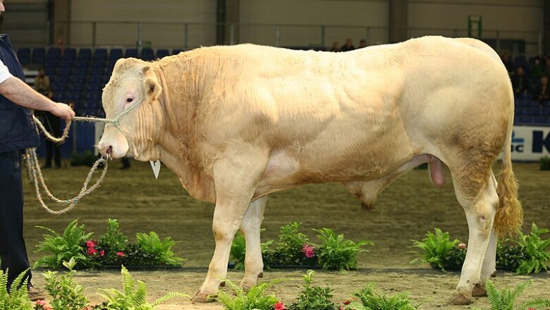 Blonde d’Aquitaine – د اکیتېن بلاند / د اکیتېن سرو زرو ته ورته زېړ غوییز