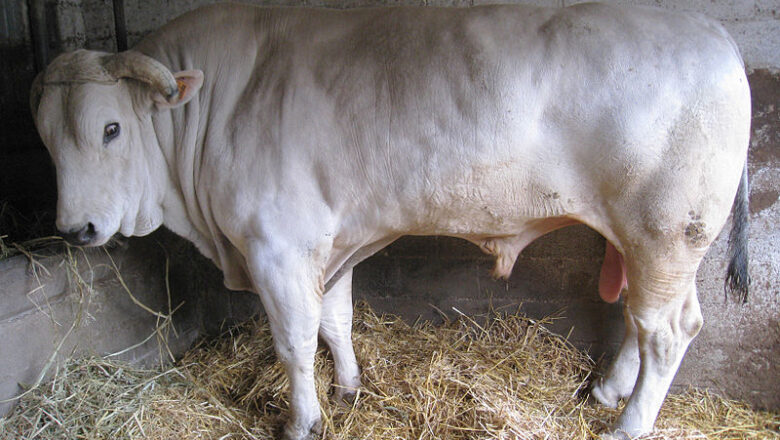 Chianina – کیانینا یا چیانینا غوییز