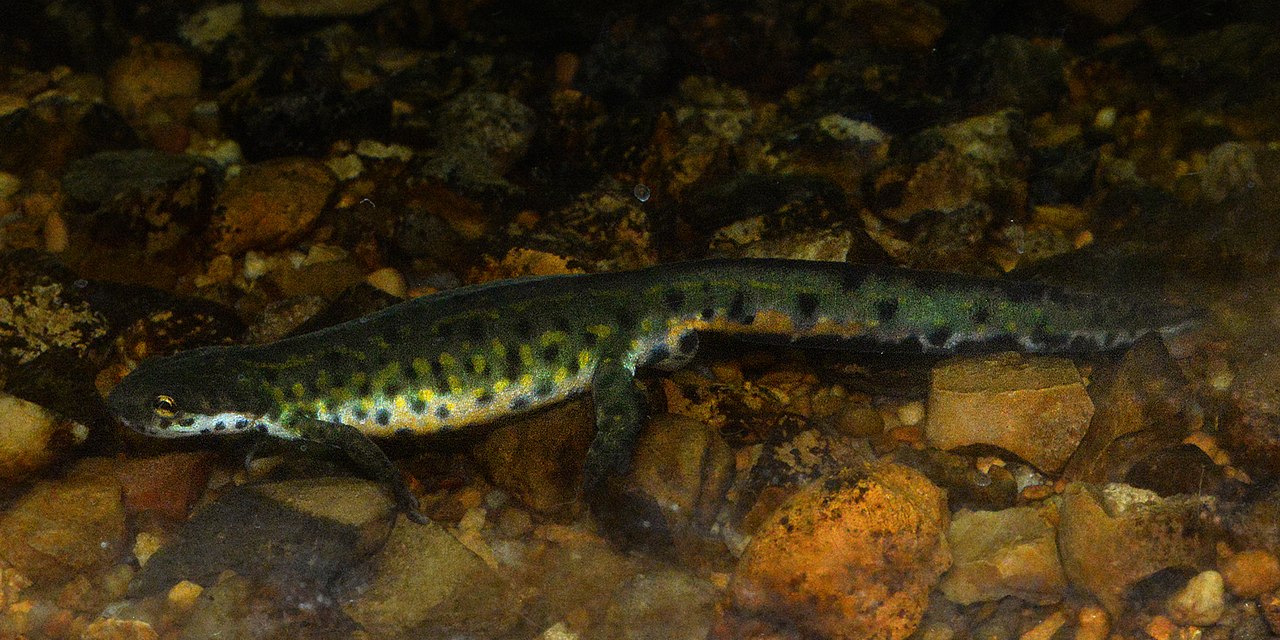 Black-spotted newt – د تورو خالو تریتون