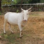 Javari cattle – جاواري غوییز