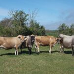Jersey cattle – جېرزي غوییز