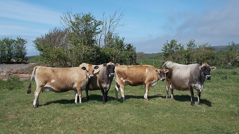 Jersey cattle – جېرزي غوییز
