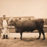 Kalmyk cattle – کلمیک غوییز