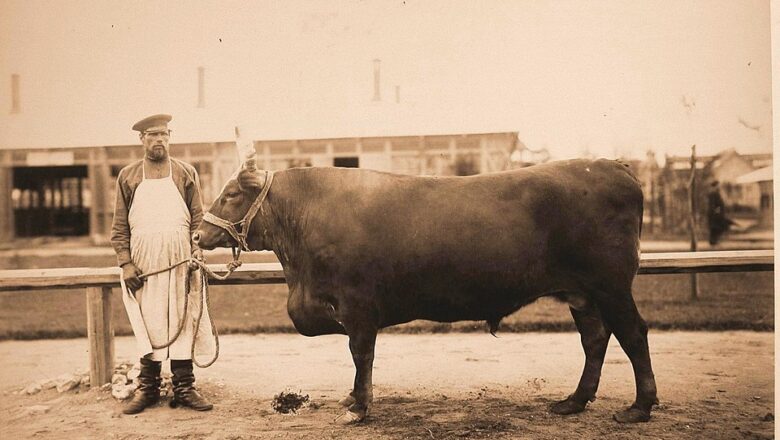 Kalmyk cattle – کلمیک غوییز