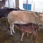 Kasaragod Dwarf – کاساراګوډ لنډي غوییز