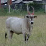 List of Indian cattle breeds – د هند د غوییزو نسلونه