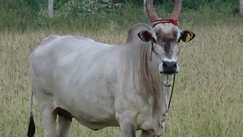Kangayam cattle – خانګایام غوییز
