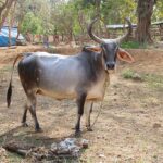 Kankrej – کانکرېج