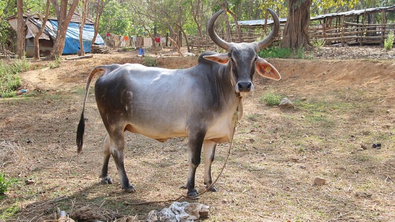 Kankrej – کانکرېج