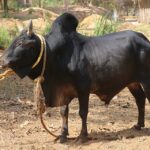 Kenkatha – کېن کاتا غوییز