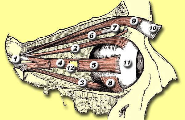 Superior oblique